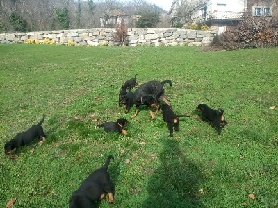 Pastre De Fadiols - Berger de Beauce - Portée née le 11/11/2022