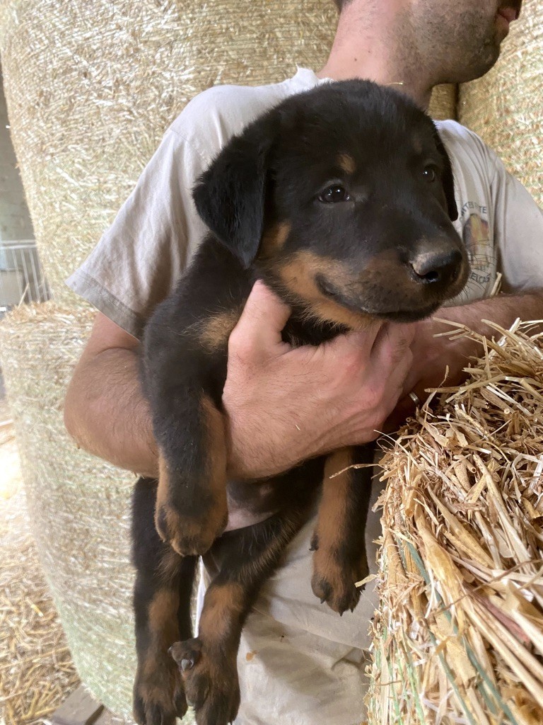 Pastre De Fadiols - Chiots disponibles - Berger de Beauce