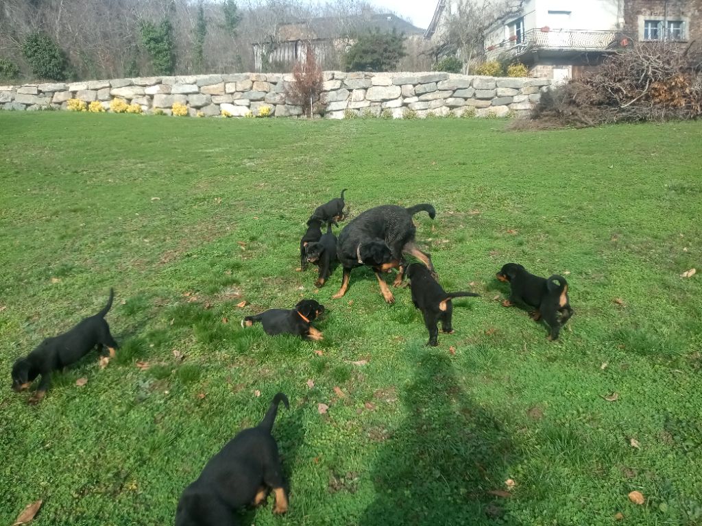 Pastre De Fadiols - Berger de Beauce - Portée née le 11/11/2022