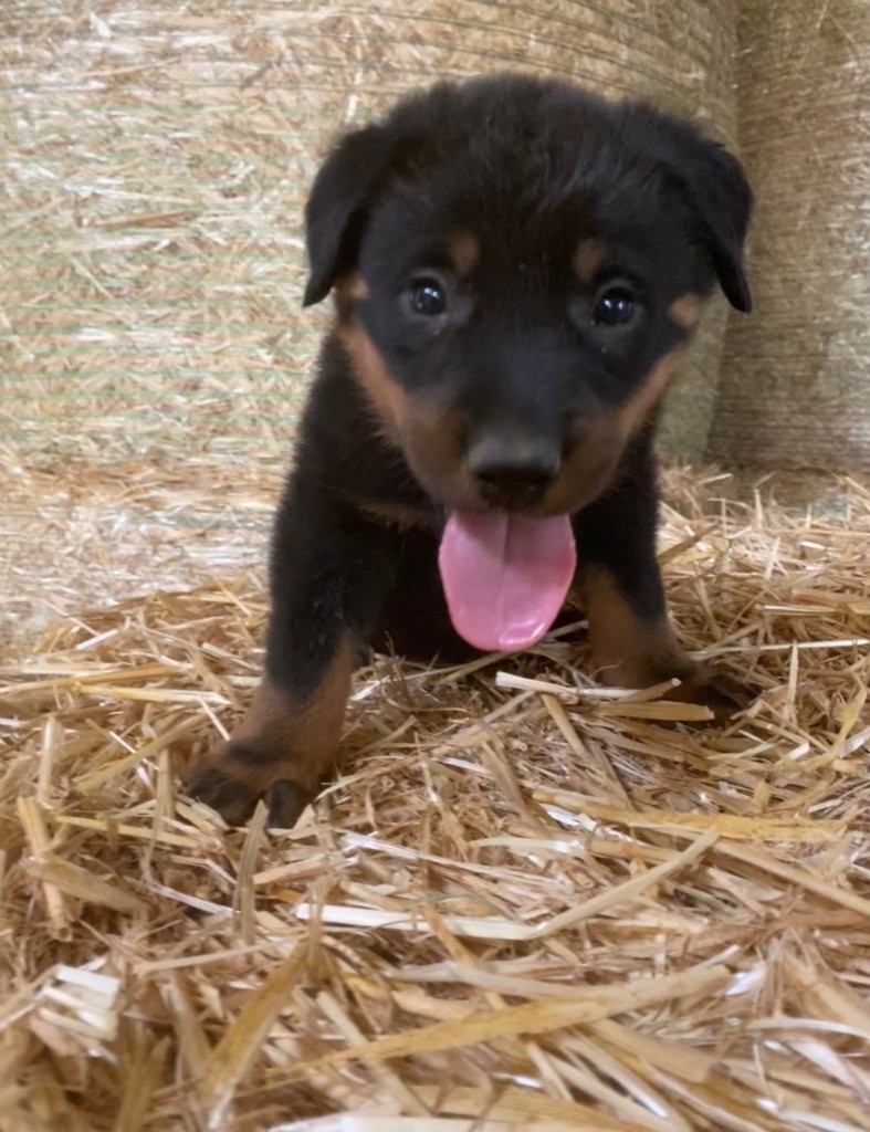 Pastre De Fadiols - Chiots disponibles - Berger de Beauce