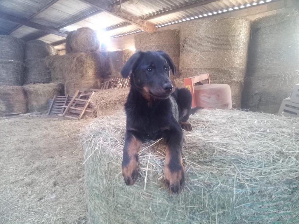 Pastre De Fadiols - Chiots disponibles - Berger de Beauce