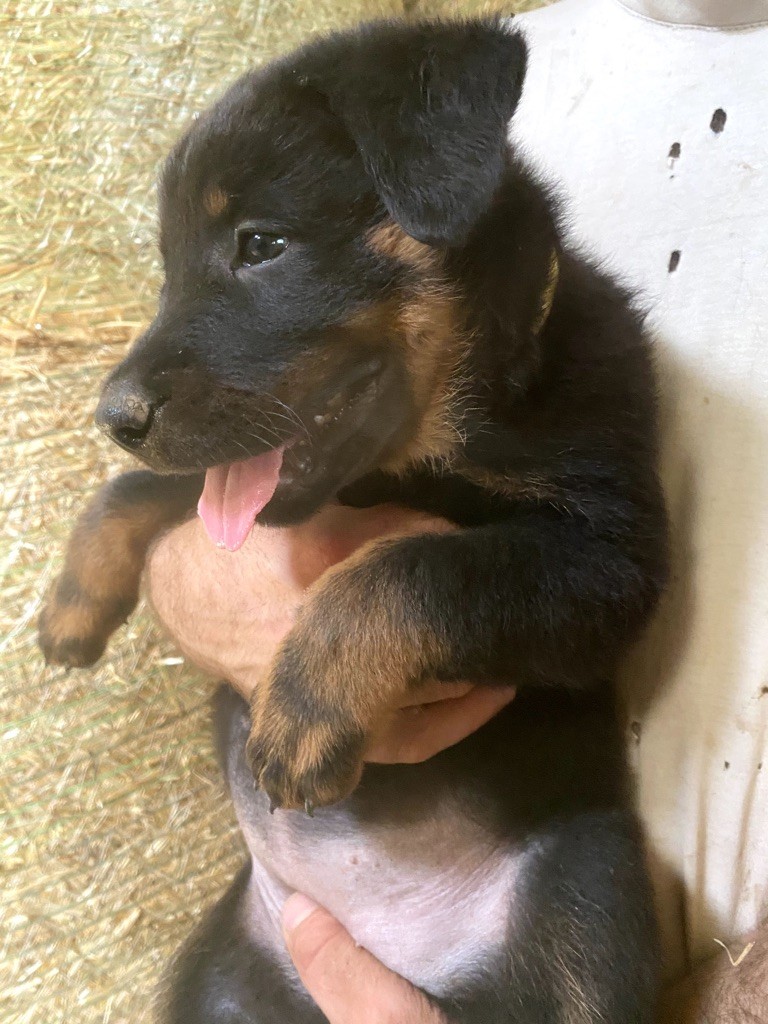 Pastre De Fadiols - Chiots disponibles - Berger de Beauce