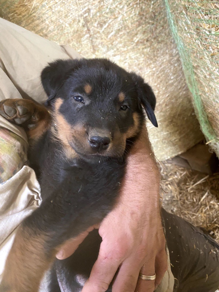 Pastre De Fadiols - Chiots disponibles - Berger de Beauce